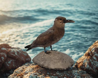 Präpariertes Jungtier einer Inka-Seeschwalbe auf einer naturalistischen Felswand