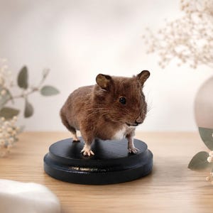 May include: A taxidermy brown hamster with a small white patch on its chest, standing on a circular, smooth black wooden base. The hamster has dark eyes, small ears, and visible whiskers, positioned in a lifelike stance on the pedestal.