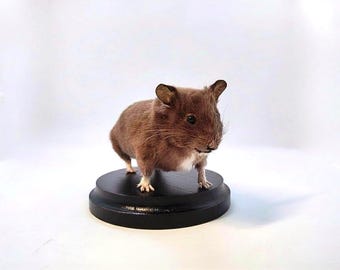 Präparierter Hamster auf Holzplakette – Neugierige Pose, taupefarbenes Fell, handgefertigtes Kleintier-Dekorationsstück, naturkundliche Dekoration, kurioses Geschenk