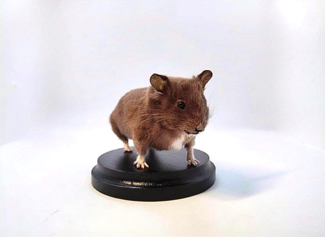 Taxidermy Hamster - Etsy Singapore