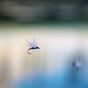 Può includere: Tre esche da pesca a mosca bianche e nere con piume e un amo, in volo su uno sfondo sfocato di blu e verde.