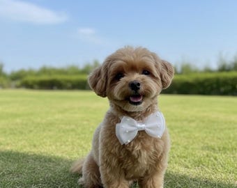 Collar de boda para perro, lazo de tul, perlas, cuello ajustable de algodón para mascotas
