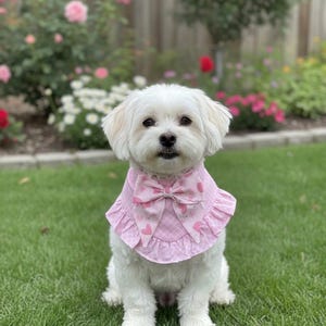 Puede incluir: Un perro pequeño y blanco lleva un babero rosa con un lazo y un estampado de corazones, con un borde con volantes. Está sentado sobre hierba verde, con un jardín de rosas rosas y rojas al fondo.