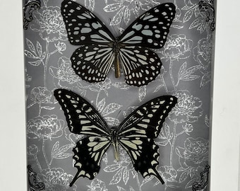 May include: Two black and white butterflies are displayed in a white frame with a gray floral pattern background. The butterflies are mounted on a clear background.