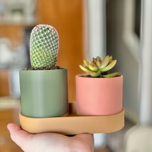May include: Two small potted plants, a green cactus and a succulent, are displayed on a brown wooden tray. The cactus is in a green pot and the succulent is in a pink pot.