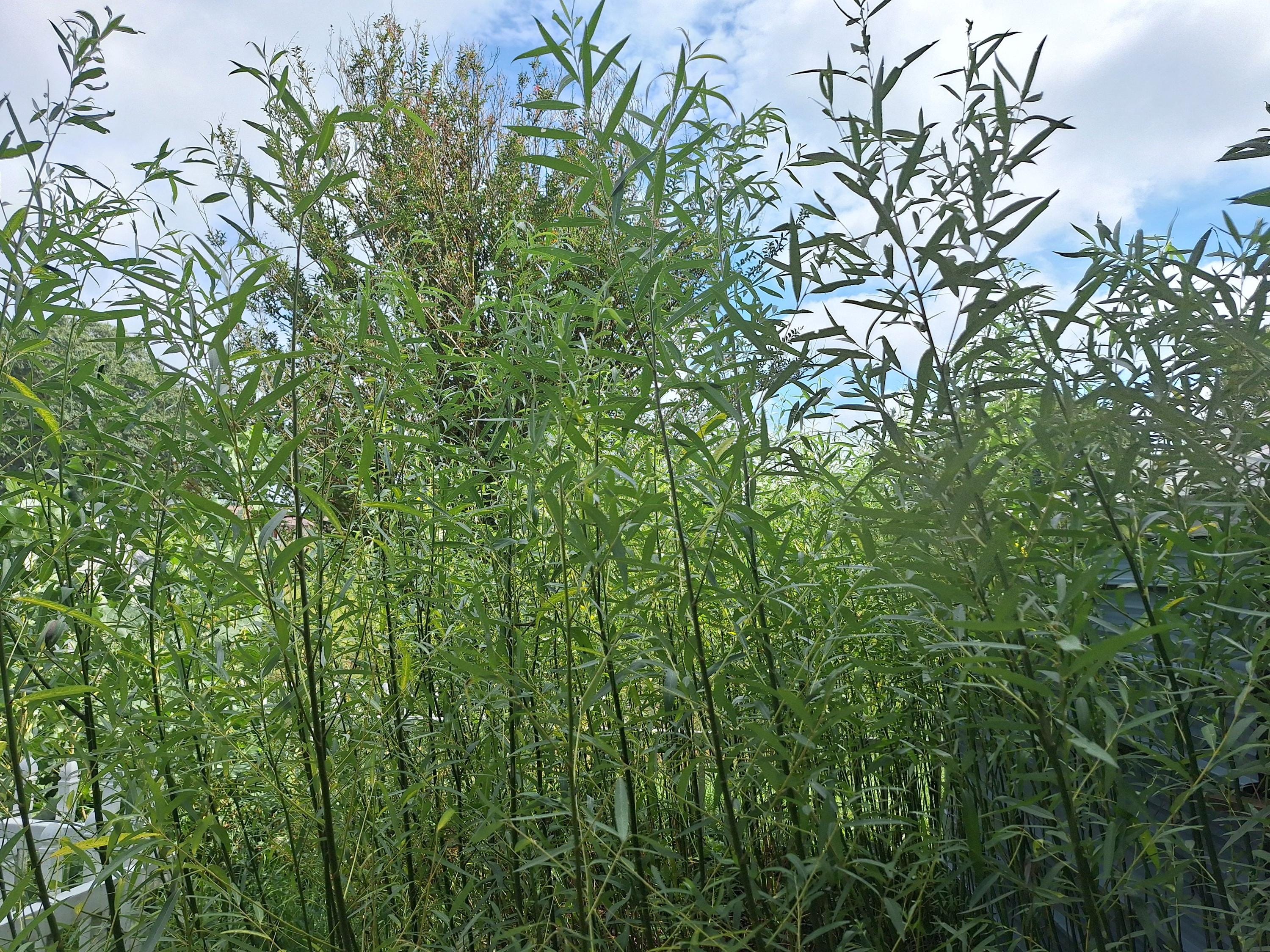 Hybrid Willow Cuttings: Grow Resilient, Fast-Growing Willows for Landscaping