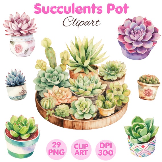 succulent soul Buy Cactus and succulent Soil Mix? ✓ Fast shipping – Sybotanica
