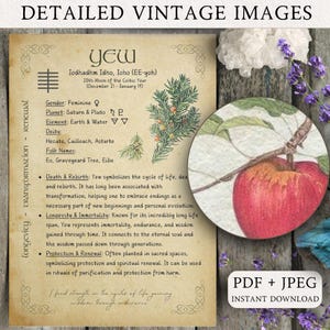 Ogham Alphabet Illustrated Pages: Celtic Druid Script (Digital Download)