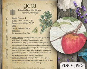 Páginas ilustradas del alfabeto ogham: escritura celta druida (descarga digital)