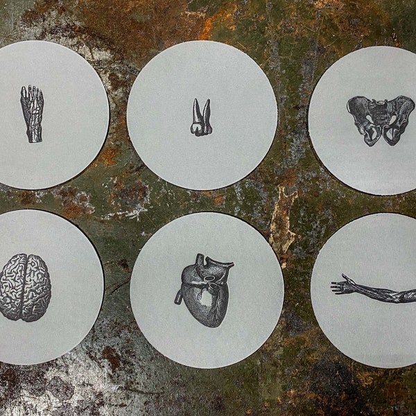 The Anatomy Collection- Limited Edition Letterpress Coasters, Set of 6 - Grey