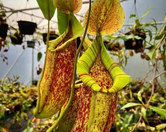 Nepenthes x ‘Dyeriana’ - Planta clásica de gran tamaño con enorme jarra.