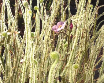 Drosera tracyi (plantas de gran tamaño)