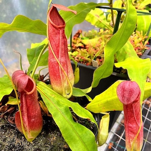 Nepenthes mirabilis Pink China x Nepenthes mirabilis Red- Fresh SEED