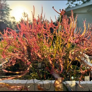 May include: A close-up of a carnivorous plant with thin, red, and green stems. The plant is growing in a white square pot. The plant is in focus, and the background is blurred.