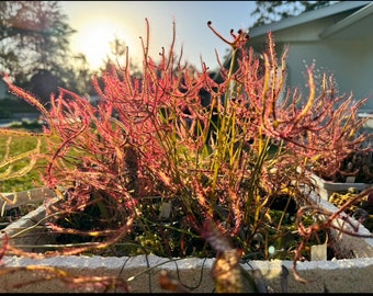 Fork Leaf Sundew- Drosera binata multifida