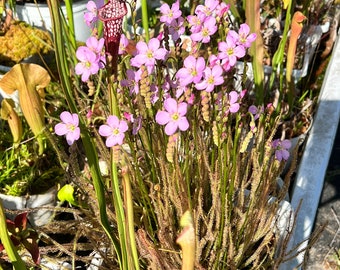 Drosera filiformis ‘Florida Red’