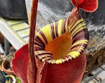 Nepenthes globosa x ampullaria ‘Black Miracle’ - Planta grande disponible
