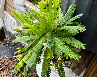Asian Sensitive Plant (Biophytum sensitivum) - Plants Available