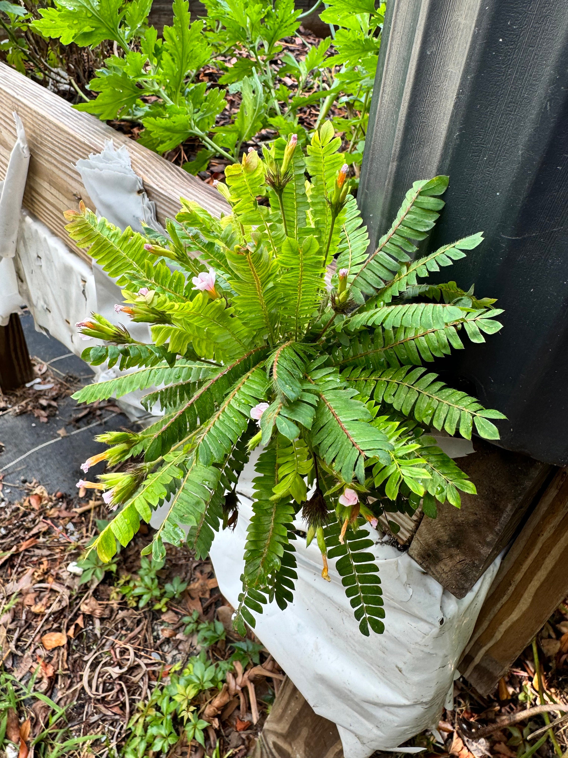 Biophytum sensitivum (suluque de la India