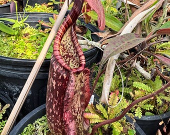 Nepenthes rafflesiana Alargada x Oscura - Planta grande cultivada a partir de semillas
