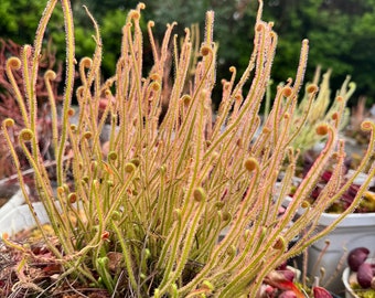 Drosera de hoja filiforme - Drosera tracyi x filiformis