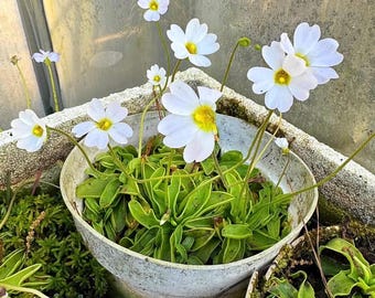 Pinguicula primuliflora ‘White Flower’ – Rara planta carnívora del género Pinguicula