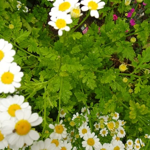 Feverfew incense powder Tanacetum parthenium