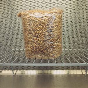 May include: A clear plastic bag filled with a large quantity of uncooked oat groats. The bag is sitting on a metal shelf.