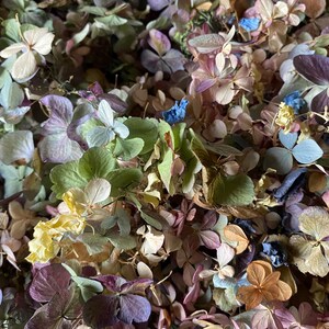 Wedding confetti! Tossing flowers. Rainbow hydrangeas flowers