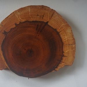 May include: A close-up of a wooden slice with a natural wood grain pattern. The centre of the slice is a darker brown colour, while the outer edges are a lighter brown colour.