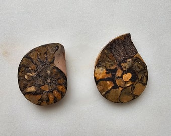 Polished Ammonite Fossil Pair – Ancient Spiral Shell