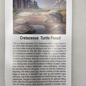 May include: A close-up of a fossil specimen of a Cretaceous turtle. The text on the card reads: "This is a fossil specimen of a Cretaceous turtle. It was found in the Hell Creek formation of the Cretaceous period. Turtle fossils are found while hunting for dinosaurs and lived in the same time and environment as they did. Many dinosaurs and crocodiles of the Cretaceous predates on turtles. Turtles are a group of reptiles found on every continent except Antarctica. Including sea turtles, terrapins and tortoises, they are comprised of species that live in both salt and fresh water, as well as those that make a living on the land. Having been around for hundreds of millions of years, turtles have survived multiple catastrophic mass extinctions, including the one that killed the dinosaurs, It was not until the Cretaceous, beginning 145 million years ago, that the number of turtle species began to ramp up. It remained high right up until another mass extinction, one of the most dramatic the world has ever seen. This catastrophe, thought to have been caused by an asteroid hitting Earth, killed the dinosaurs and thousands of other animals, but not only did turtles survive, their diversity seemed to increase. Here is a short list of Cretaceous turtles your fossil may be a part of infernalis, trionyx, neurankylus basilemys and many more."