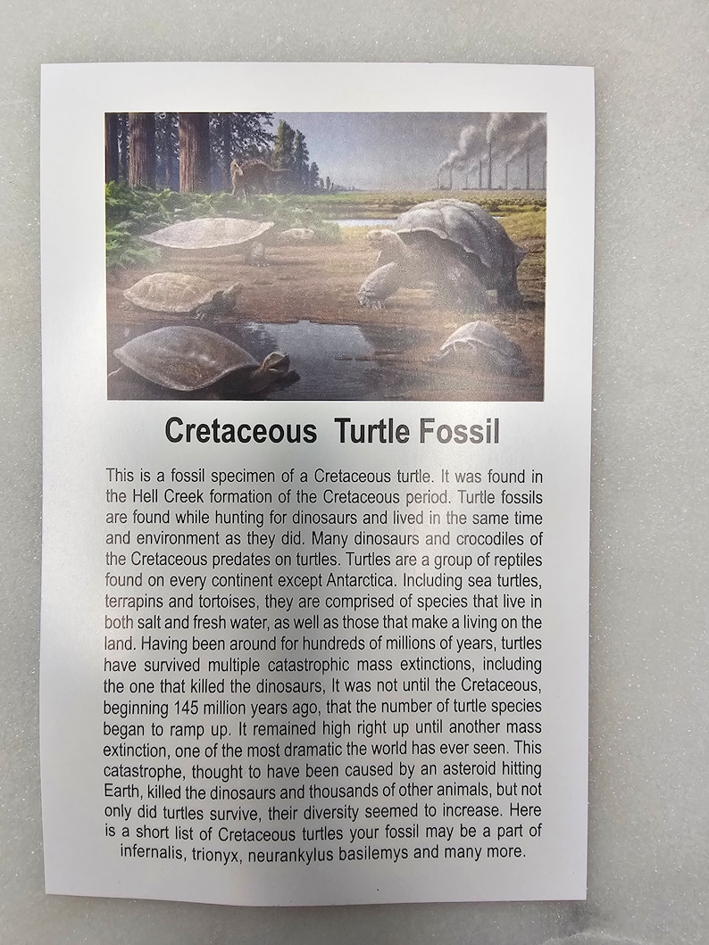 Meteor Turtle Cretaceous Turtle Shell Fossil, Authentic Specimen - Etsy