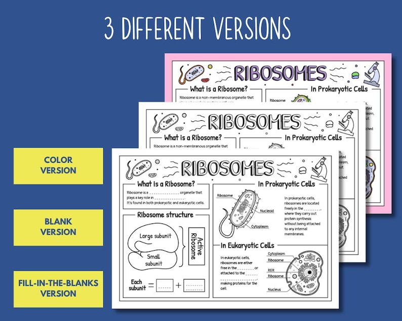 Ribosomes Doodle Notes Printable | Protein Synthesis Notes | Biology ...
