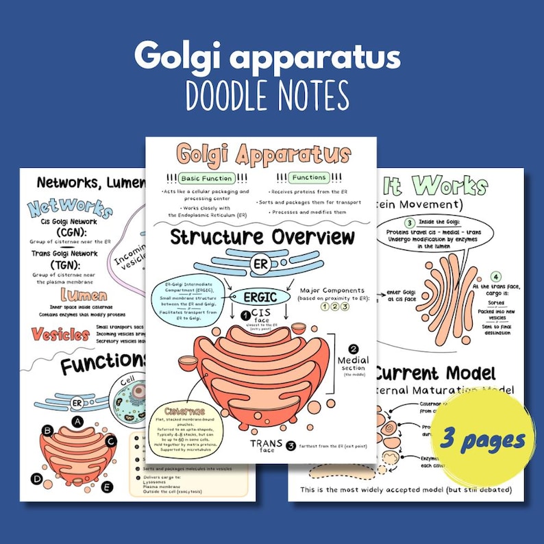 Golgi Apparatus Doodle Notes Printable | Cell Biology Notes | Protein ...