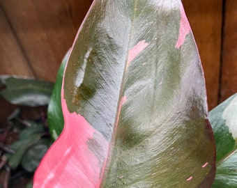 philodendron Pink Princess unrooted clipping