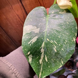 monstera Thai constellation clipping with root