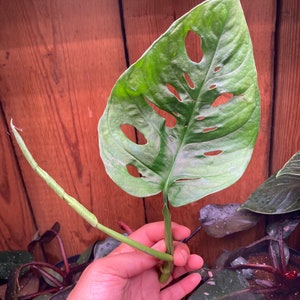 Monstera Adansonii Ausschnitt mit Knoten