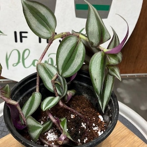 Paarse plant Tradescantia
