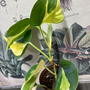 philodendron brasil rooted