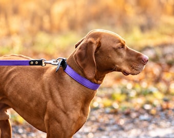 May include: A smooth-coated brown dog wearing a solid purple collar with a matching purple leash attached by a silver metal swivel snap hook and a black leather connector piece with two brass rivets, shown from a side profile view.