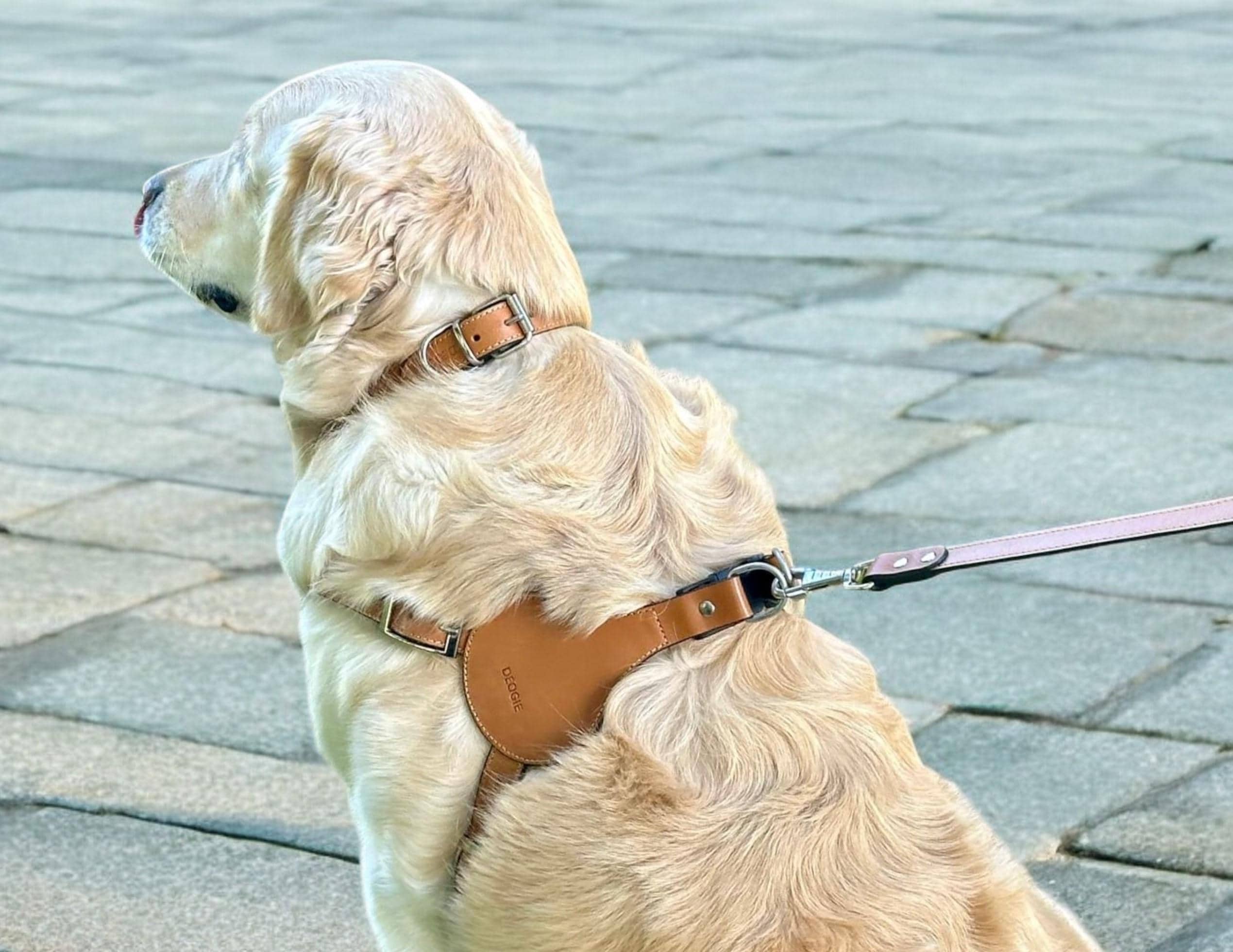 Handmade Leather Dog Harness, Personalized, Custom Engraved, Step in Harness for Medium and Large Dogs, Size Adjustable, Heavy Duty Buckle