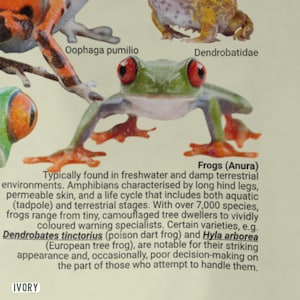 May include: A detailed illustration of various frog species, including the Dendrobatidae and Oophaga pumilio. The image features a green frog with red eyes and orange feet, with text describing frog characteristics and species.