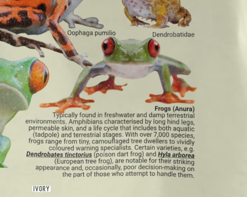 May include: A detailed illustration of various frog species, including the Dendrobatidae and Oophaga pumilio. The image features a green frog with red eyes and orange feet, with text describing frog characteristics and species.