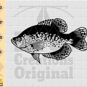 Crappie Fish | Panfish Fishing SVG | Angling SVG | Fish Decals Vinyl Stencil Graphics | Cut Files Clip Art Vector Digital Dxf Png Eps