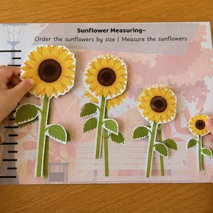 Puede incluir: Una actividad educativa con girasoles de papel de diferentes tamaños. Los girasoles tienen pétalos amarillos y centros marrones. El texto "Sunflower Measuring" está en la parte superior. La actividad implica ordenar y medir.