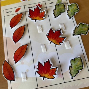 Leaf Shape Sorting Activity | Preschool Fall Nature Game | Printable ...