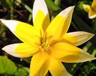 Tulipa sylvestris