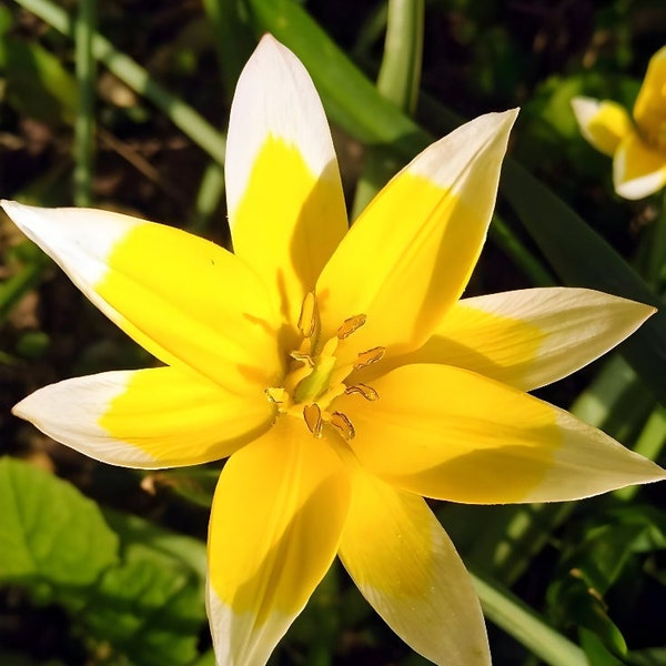 Tulipa sylvestris