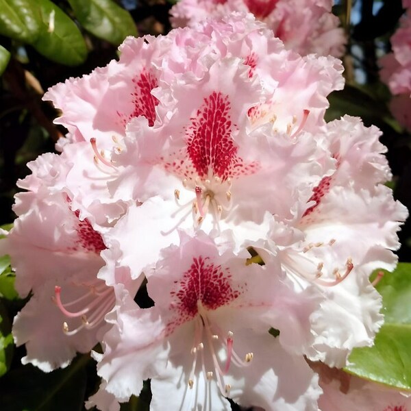 Rhododendron Simsii